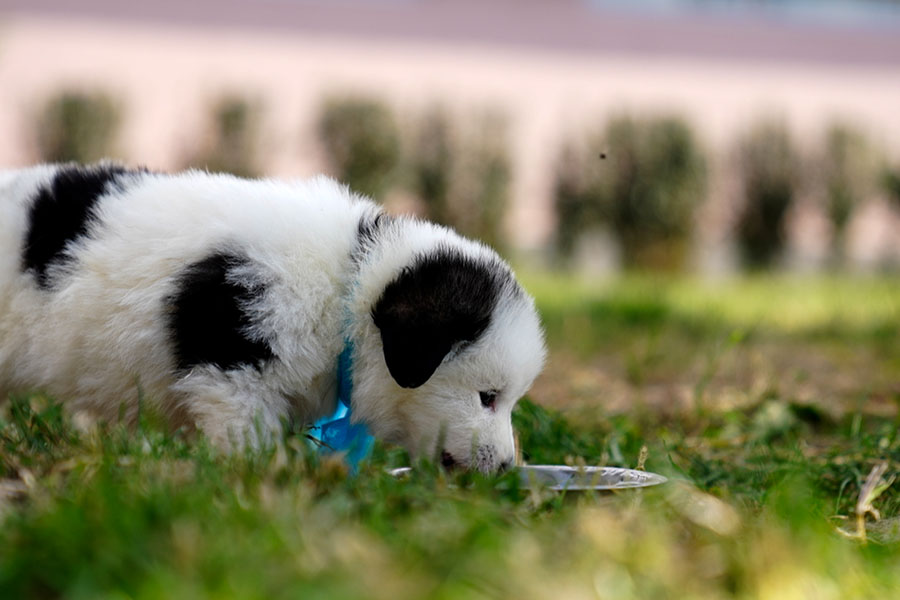 100th dog from “Animal Protection Center” has been adopted