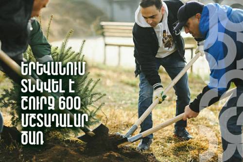 About 600 Evergreen Trees Planted in Yerevan