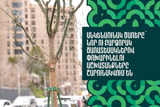 Անկենսունակ ծառերը  նոր ու բարձրորակ ծառատեսակներով փոխարինելու գործընթացը շարունակվում է