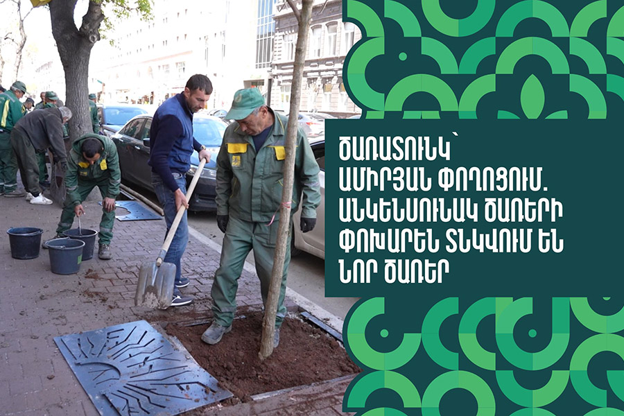 Tree Planting on Amiryan Street: Non-Viable Trees Replaced with New Ones